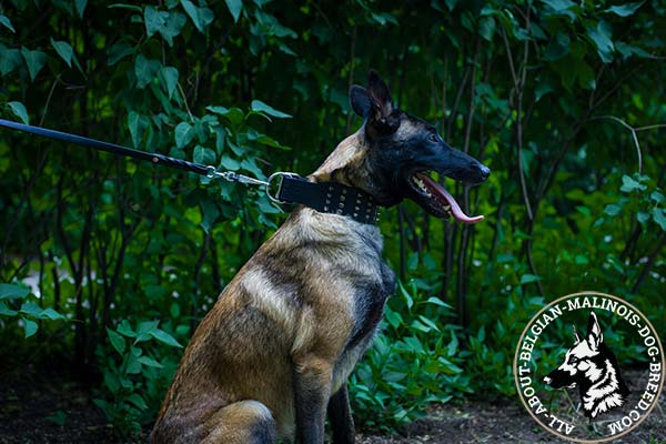 Extra wide Belgian Malinois leather collar