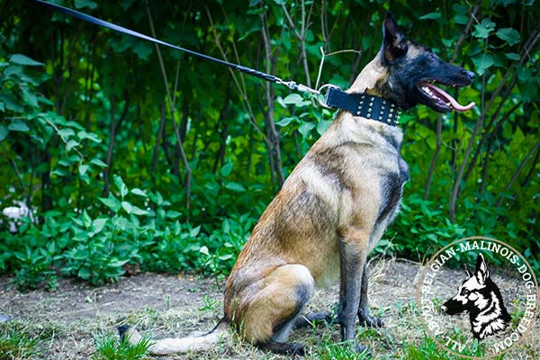 Strong Belgian Malinois leather collar 