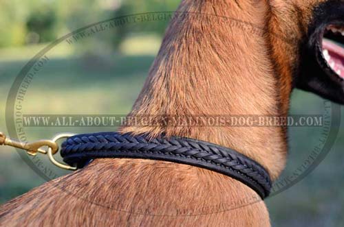 Fancy Hand Made Braiding on Walking Leather Dog Collar