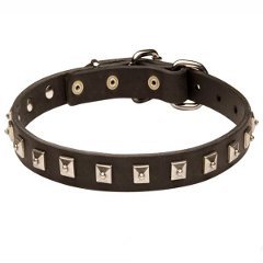 Caterpillar Leather Belgian Malinois Collar with Stud Decoration