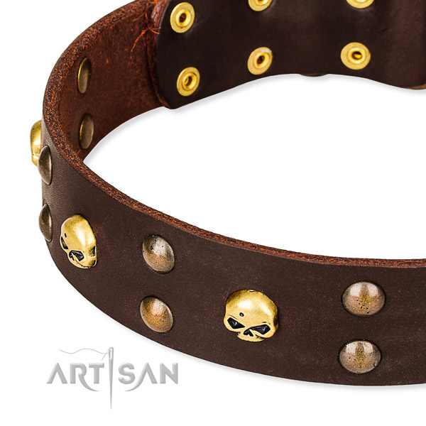 Daily leather dog collar for stylish walks