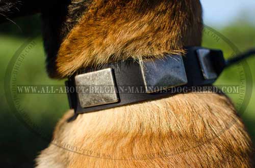 Vintage Nickel Plates on Designer Leather Dog Collar for Walking