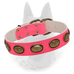 Fashionable Belgian Malinois Collar with Brass Decoration