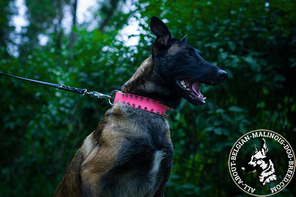 Spiked pink Belgian Malinois collar