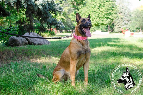 Adjustable pink Belgian Malinois leather collar