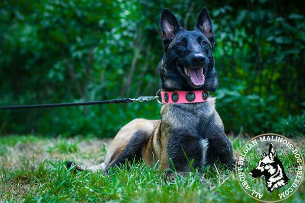 Pink Belgian Malinois collar with blue stones
