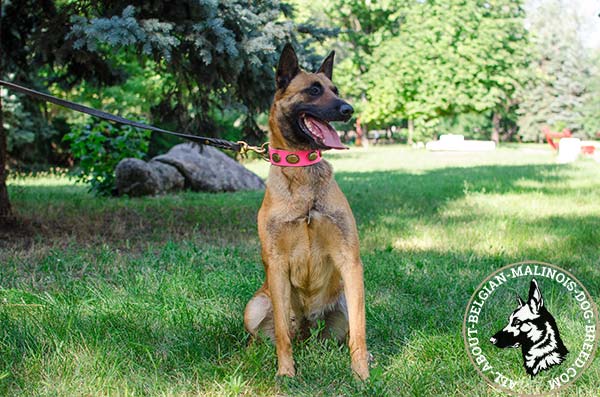Belgian Malinois collar made of safe pink leather