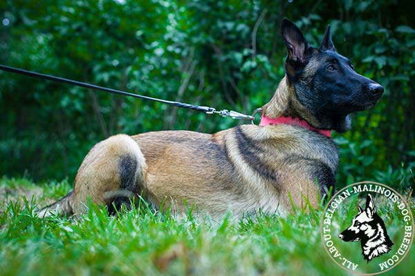 Excellent for walking Pink Belgian Malinois collar