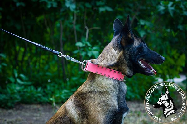 Non-toxic pink Belgian Malinois collar