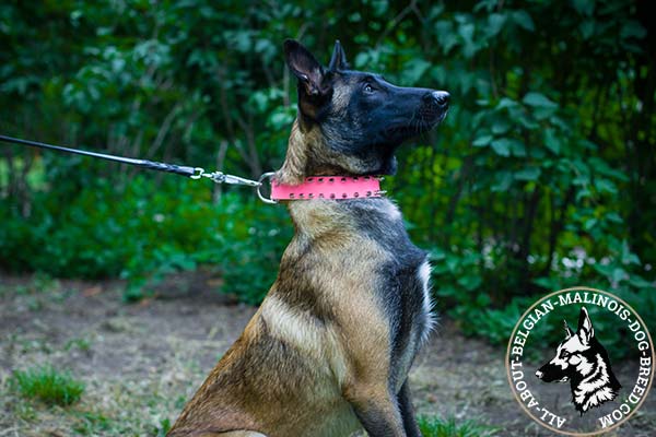 Pink Belgian Malinois collar with nickel plated buckle and D-ring