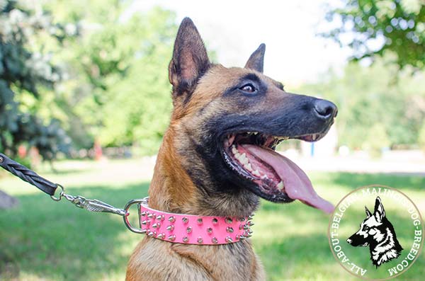 Pink Belgian Malinois collar with silvery spikes