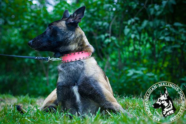 Pink Belgian Malinois leather collar with rounded edges