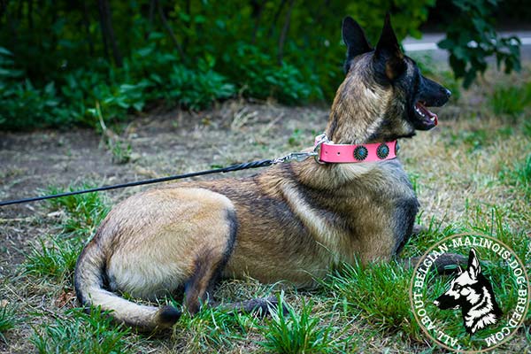Safe pink Belgian Malinois collar