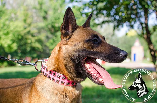 Pink Belgian Malinois collar with 1 row of studs
