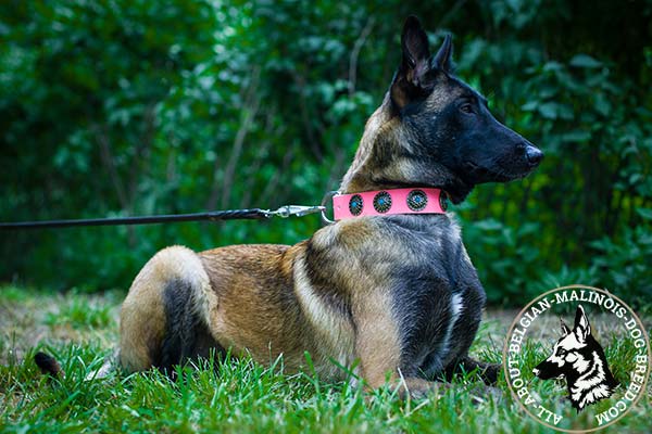 Pink Belgian Malinois collar reinforced with rivets