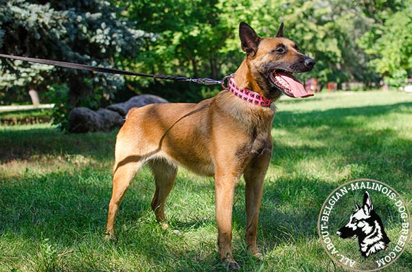 Walking pink Belgian Malinois collar