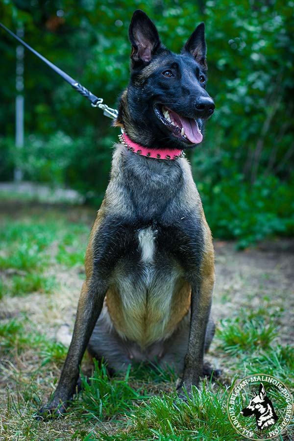 Resistant to tear and wear pink Belgian Malinois leather collar