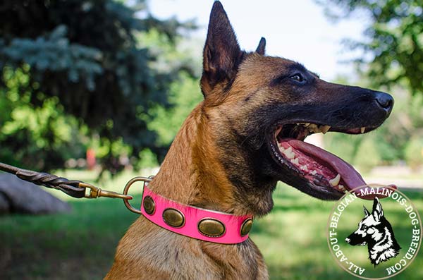 Pink Belgian Malinois collar with vintage oval plates
