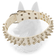 Riveted Belgian Malinois Collar with spike Decoration