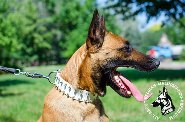 Spiky white Belgian Malinois leather collar