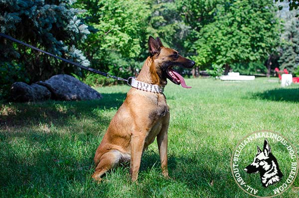 3 rows studded white Belgian Malinois leather