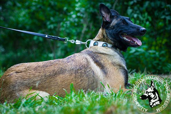 White Belgian Malinois collar adorned with conchos
