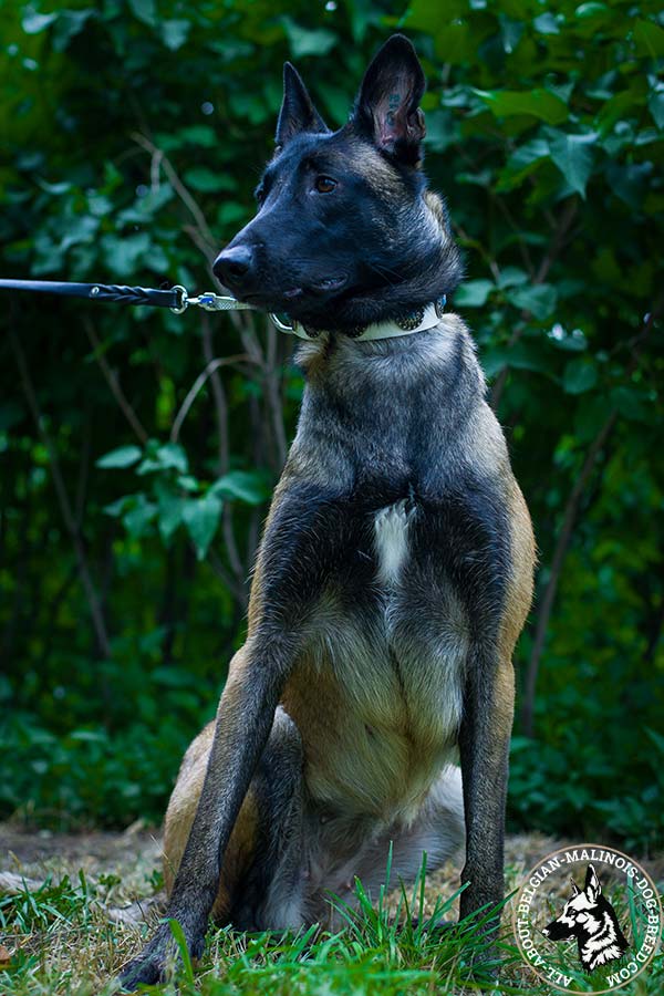 White Belgian Malinois collar with nickel plated hardware
