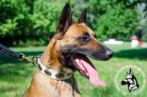 Decorated white Belgian Malinois collar