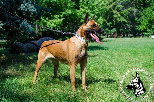 Safe white Belgian Malinois collar