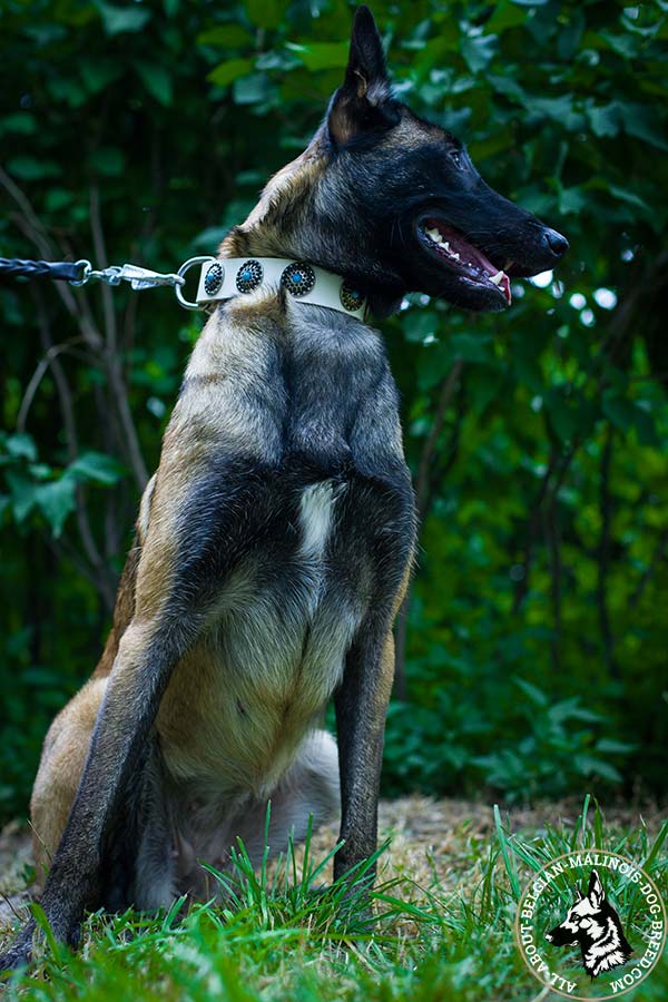 White Belgian Malinois collar with fancy conchos