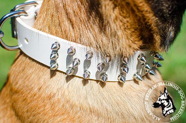 White Belgian Malinois collar with polished surface