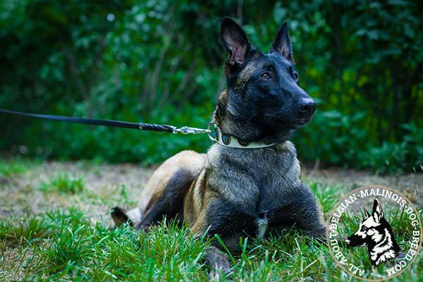 Extra soft white Belgian Malinois leather collar