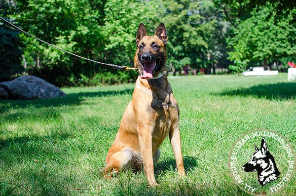 White Belgian Malinois collar for walking in style