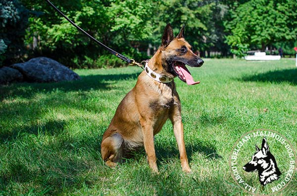 White Belgian Malinois collar with brass decorations