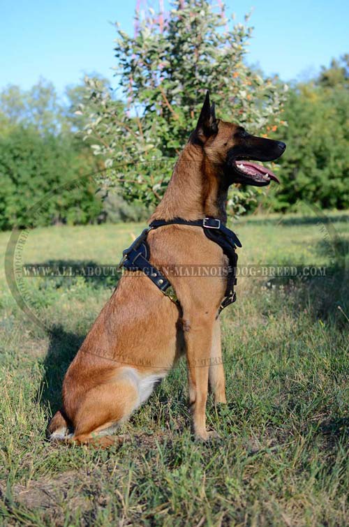 Easy Adjustable Leather Belgian Malinois Harness with Quick Release Buckle
