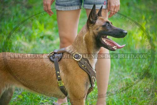 Easily Adjustable Leather Belgian Malinois Harness for Walking