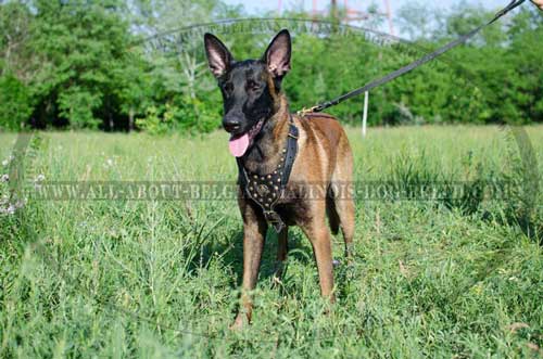 Leather Belgian Malinois Harness with Brass Studs for Stylish Walking