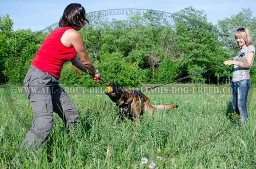 Comfortable Leather Belgian Malinois Harness for Training Sessions