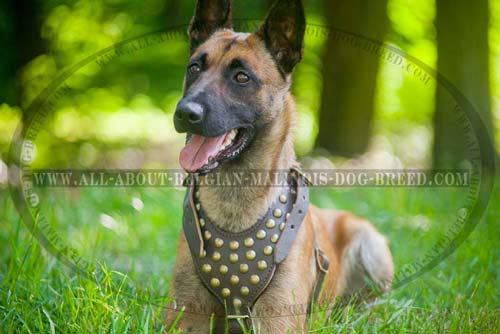 Leather Belgian Malinois Harness for Walking your Dog in Style