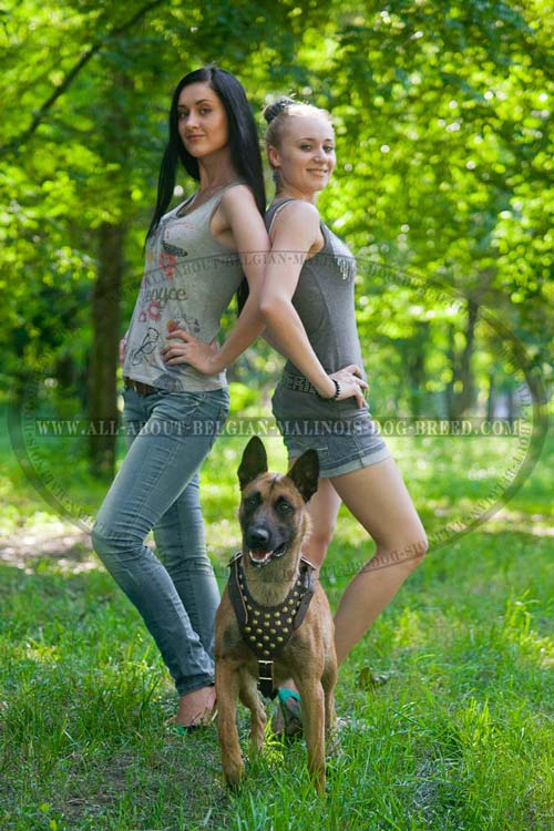 Fashion Design Leather Malinois Harness Adorned with Goldish Brass Studs