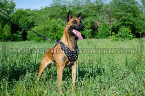 Padded Leather Belgian Malinois Harness Decorated with Nickel Pyramids