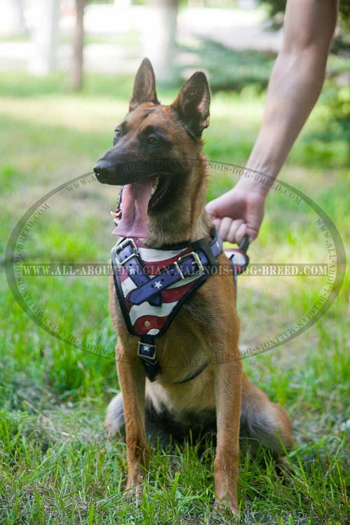 Painted Leather Belgian Malinois Harness with Handle for Maximum Control