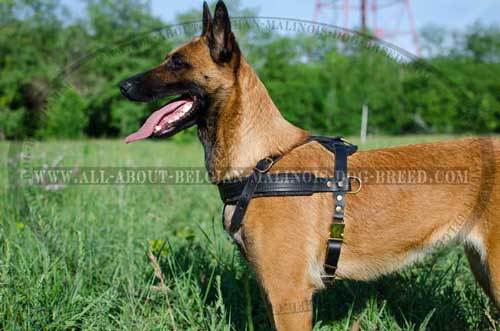 Leather Belgian Malinois Harness with Quick Release Buckle for Easy Putting on