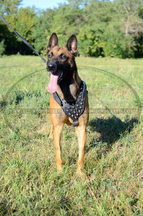 Exclusive Designer Spiked Leather Dog Harness for Belgian Malinois