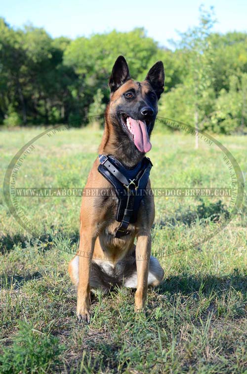 Super Fancy Leather Belgian Malinois Harness For Walking