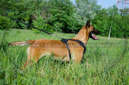 Leather Belgian Malinois Harness with Nickel D-Ring for Everyday Walking on a Leash