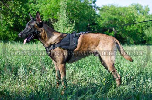 Nylon Belgian Malinois Harness with D-Ring on Back Plate for Leash Attachment