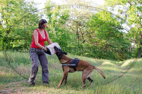 Dog Training Supply: Nylon Belgian Malinois Harness with ID Patches