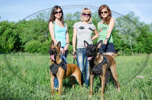 All Weather Nylon Belgian Malinois Harness for Everyday Walking