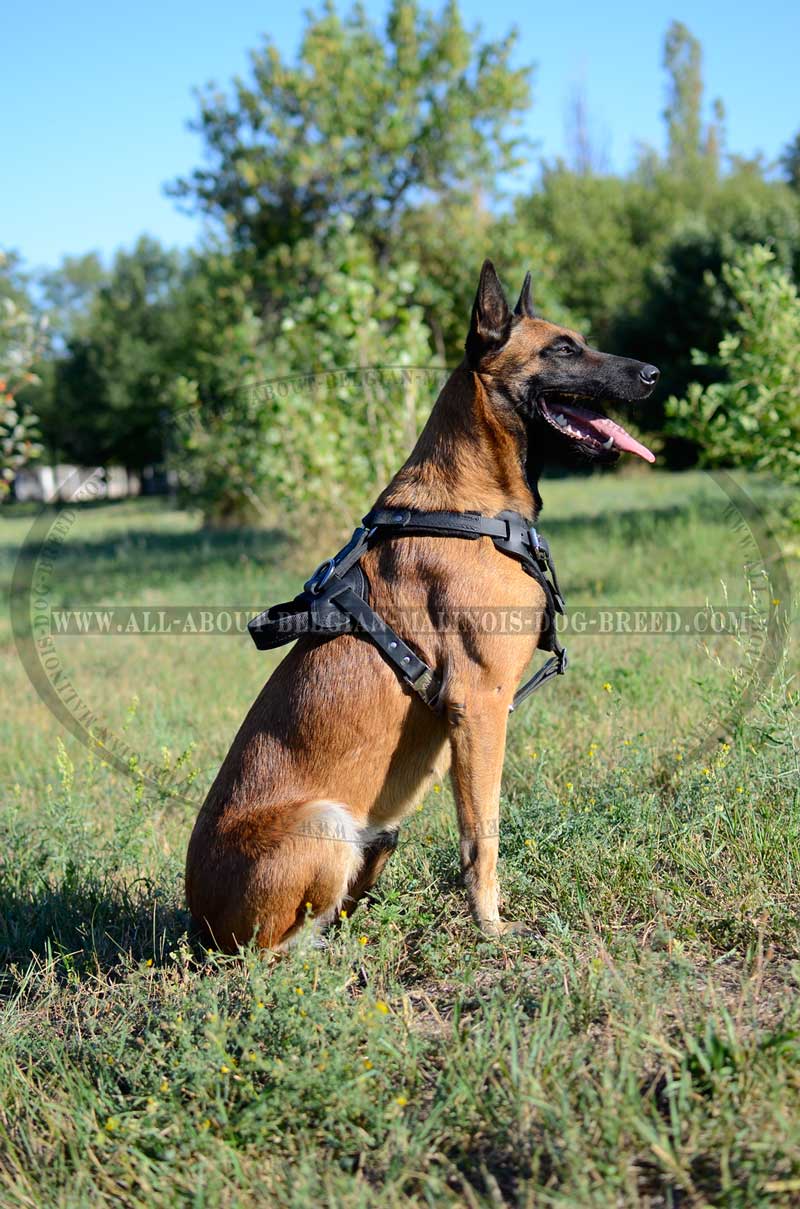 Padded Leather Dog Harness for Agitation Training